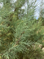 Tamarix ramosissima