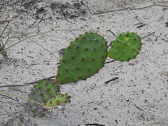 Opuntia mesacantha