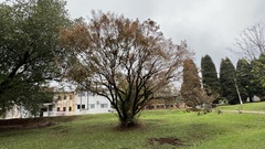 Campomanesia xanthocarpa