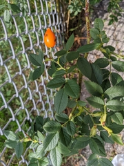 Rosa canina