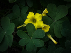 Oxalis californica