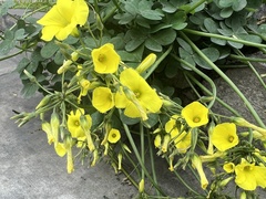 Oxalis californica