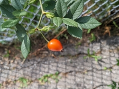 Rosa canina