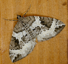 Eulithis explanata