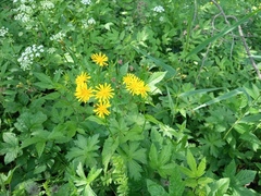 Crepis paludosa