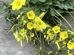 Oxalis californica
