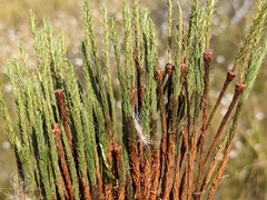 Polytrichum strictum
