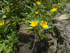 Ludwigia peploides