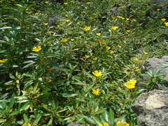 Ludwigia peploides