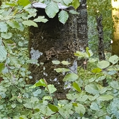 Lobaria pulmonaria