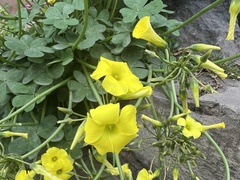 Oxalis californica