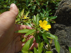 Ludwigia peploides