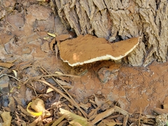 Ganoderma