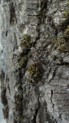 Xylotrechus nauticus