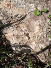 Mollusca
