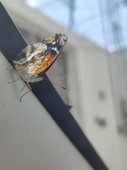 Anthanassa texana texana