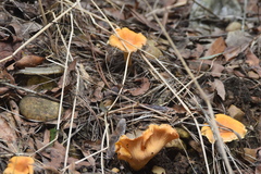 Cantharellus