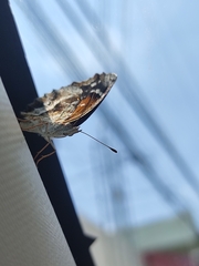 Anthanassa texana texana