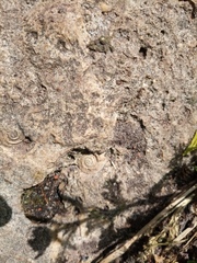 Ammonoidea