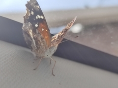Anthanassa texana texana