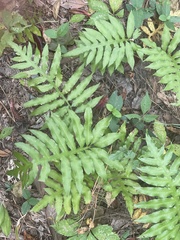Woodwardia areolata