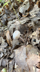 Laccaria ochropurpurea