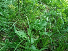 Primula veris