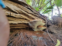 Ganoderma