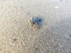 Rhithropanopeus harrisii