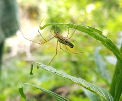 Tetragnatha extensa