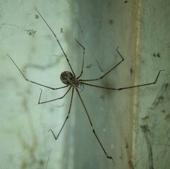 Crossopriza lyoni