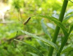 Tetragnatha extensa