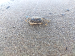 Rhithropanopeus harrisii