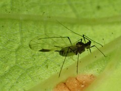 Macrosiphini