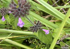 Clinopodium vulgare