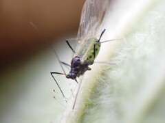 Macrosiphini
