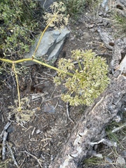 Angelica lineariloba
