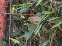 Sporophila