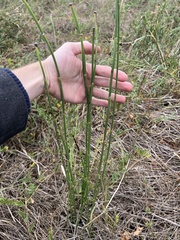 Equisetum hyemale