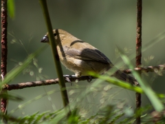 Sporophila