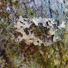 Lobaria pulmonaria