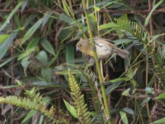 Sporophila