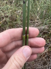 Equisetum hyemale
