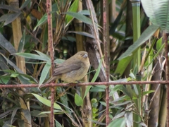 Sporophila