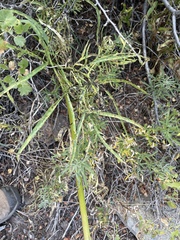 Angelica lineariloba