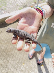 Sceloporus hunsakeri