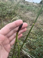 Equisetum hyemale