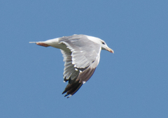 Larus armenicus