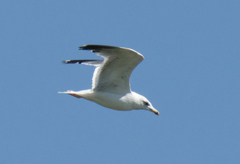 Larus armenicus