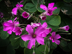 Oxalis articulata